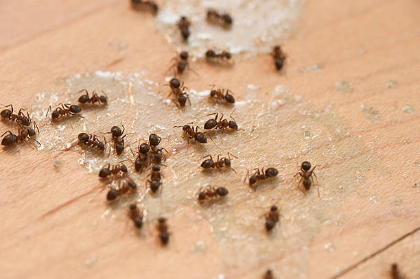Best Insect Control  in Hughesville, PA